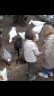 Ein kleine Mädchen füttern die Enten