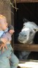 Ein Kind guckt zu einem Esel